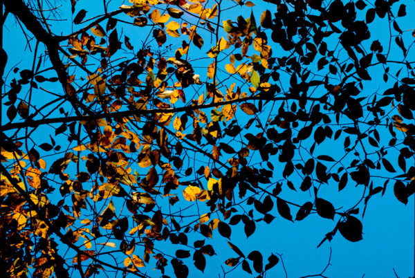 Blue Sky, Gold Leaves