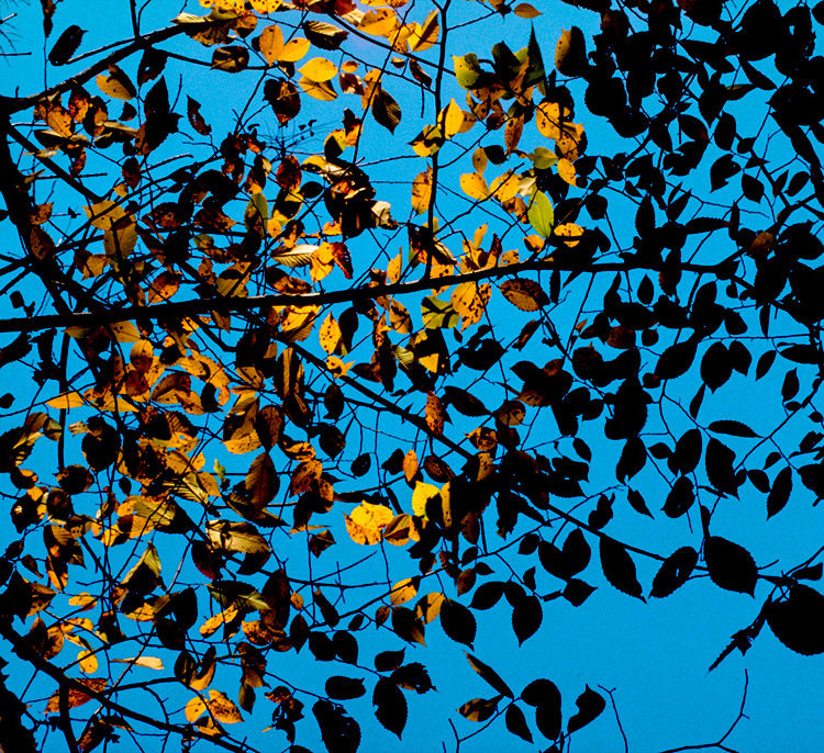 Blue Sky, Gold Leaves