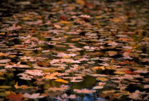 Leaves Floating on Water