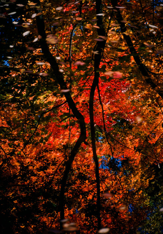 Water and Leaves in a Pond