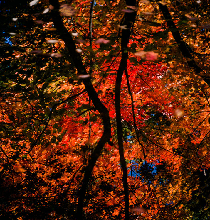 Water and Leaves in a Pond